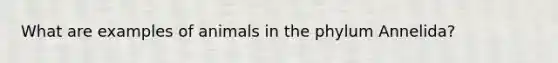 What are examples of animals in the phylum Annelida?