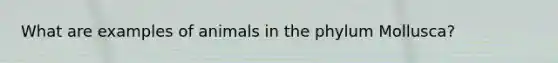 What are examples of animals in the phylum Mollusca?