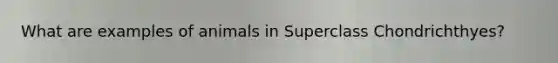 What are examples of animals in Superclass Chondrichthyes?
