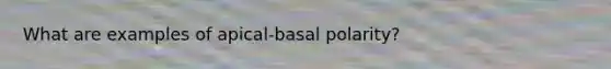 What are examples of apical-basal polarity?