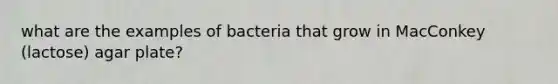 what are the examples of bacteria that grow in MacConkey (lactose) agar plate?