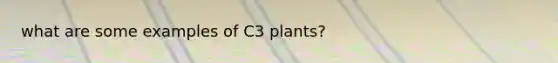 what are some examples of C3 plants?