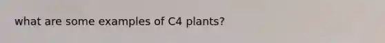 what are some examples of C4 plants?