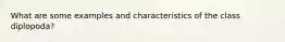 What are some examples and characteristics of the class diplopoda?