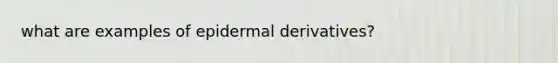 what are examples of epidermal derivatives?