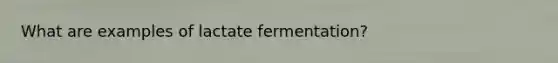 What are examples of lactate fermentation?