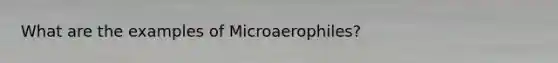 What are the examples of Microaerophiles?