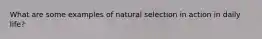 What are some examples of natural selection in action in daily life?