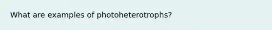 What are examples of photoheterotrophs?