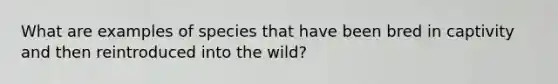 What are examples of species that have been bred in captivity and then reintroduced into the wild?