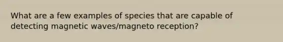 What are a few examples of species that are capable of detecting magnetic waves/magneto reception?