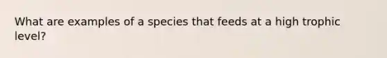 What are examples of a species that feeds at a high trophic level?