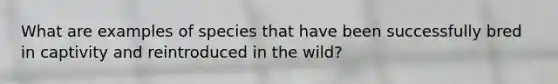 What are examples of species that have been successfully bred in captivity and reintroduced in the wild?