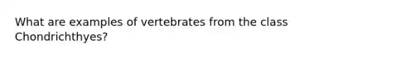 What are examples of vertebrates from the class Chondrichthyes?