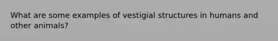 What are some examples of vestigial structures in humans and other animals?