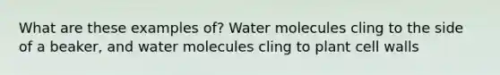 What are these examples of? Water molecules cling to the side of a beaker, and water molecules cling to plant cell walls