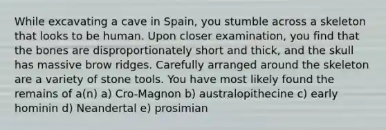 While excavating a cave in Spain, you stumble across a skeleton that looks to be human. Upon closer examination, you find that the bones are disproportionately short and thick, and the skull has massive brow ridges. Carefully arranged around the skeleton are a variety of stone tools. You have most likely found the remains of a(n) a) Cro-Magnon b) australopithecine c) early hominin d) Neandertal e) prosimian