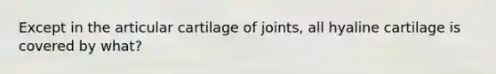 Except in the articular cartilage of joints, all hyaline cartilage is covered by what?