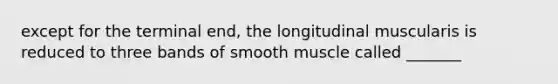 except for the terminal end, the longitudinal muscularis is reduced to three bands of smooth muscle called _______