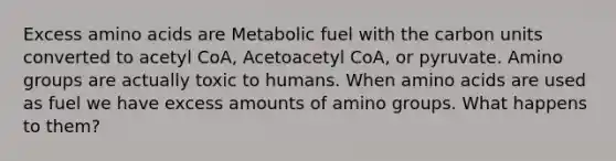 Excess amino acids are Metabolic fuel with the carbon units converted to acetyl CoA, Acetoacetyl CoA, or pyruvate. Amino groups are actually toxic to humans. When amino acids are used as fuel we have excess amounts of amino groups. What happens to them?