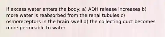 If excess water enters the body: a) ADH release increases b) more water is reabsorbed from the renal tubules c) osmoreceptors in the brain swell d) the collecting duct becomes more permeable to water