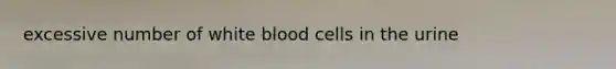 excessive number of white blood cells in the urine