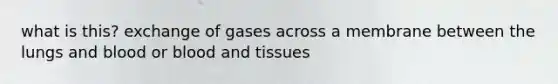 what is this? exchange of gases across a membrane between the lungs and blood or blood and tissues