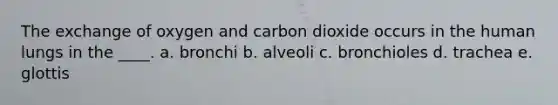 The exchange of oxygen and carbon dioxide occurs in the human lungs in the ____. a. bronchi b. alveoli c. bronchioles d. trachea e. glottis