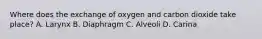 Where does the exchange of oxygen and carbon dioxide take place? A. Larynx B. Diaphragm C. Alveoli D. Carina