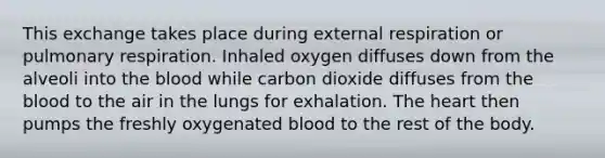 This exchange takes place during external respiration or pulmonary respiration. Inhaled oxygen diffuses down from the alveoli into the blood while carbon dioxide diffuses from the blood to the air in the lungs for exhalation. The heart then pumps the freshly oxygenated blood to the rest of the body.