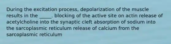 During the excitation process, depolarization of the muscle results in the _____. blocking of the active site on actin release of acetylcholine into the synaptic cleft absorption of sodium into the sarcoplasmic reticulum release of calcium from the sarcoplasmic reticulum