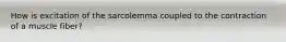 How is excitation of the sarcolemma coupled to the contraction of a muscle fiber?