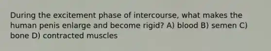 During the excitement phase of intercourse, what makes the human penis enlarge and become rigid? A) blood B) semen C) bone D) contracted muscles