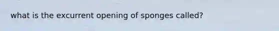 what is the excurrent opening of sponges called?