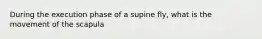 During the execution phase of a supine fly, what is the movement of the scapula