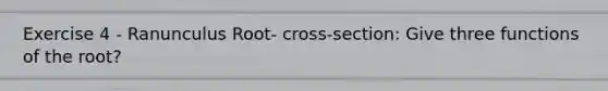 Exercise 4 - Ranunculus Root- cross-section: Give three functions of the root?