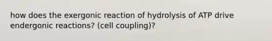 how does the exergonic reaction of hydrolysis of ATP drive endergonic reactions? (cell coupling)?