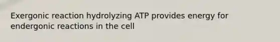 Exergonic reaction hydrolyzing ATP provides energy for endergonic reactions in the cell