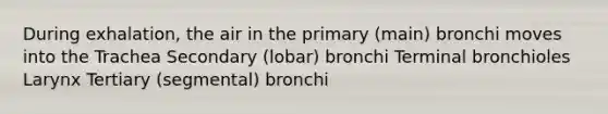 During exhalation, the air in the primary (main) bronchi moves into the Trachea Secondary (lobar) bronchi Terminal bronchioles Larynx Tertiary (segmental) bronchi