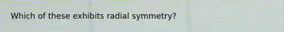 Which of these exhibits radial symmetry?