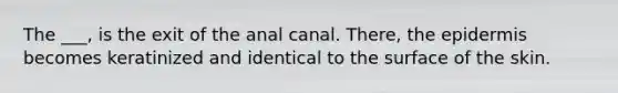 The ___, is the exit of the anal canal. There, <a href='https://www.questionai.com/knowledge/kBFgQMpq6s-the-epidermis' class='anchor-knowledge'>the epidermis</a> becomes keratinized and identical to the surface of the skin.