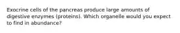 Exocrine cells of the pancreas produce large amounts of digestive enzymes (proteins). Which organelle would you expect to find in abundance?
