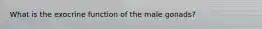 What is the exocrine function of the male gonads?