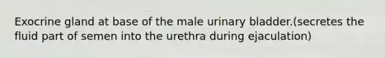 Exocrine gland at base of the male urinary bladder.(secretes the fluid part of semen into the urethra during ejaculation)