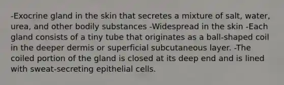 -Exocrine gland in the skin that secretes a mixture of salt, water, urea, and other bodily substances -Widespread in the skin -Each gland consists of a tiny tube that originates as a ball-shaped coil in the deeper dermis or superficial subcutaneous layer. -The coiled portion of the gland is closed at its deep end and is lined with sweat-secreting epithelial cells.