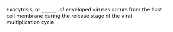 Exocytosis, or ______, of enveloped viruses occurs from the host cell membrane during the release stage of the viral multiplication cycle