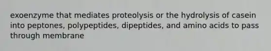 exoenzyme that mediates proteolysis or the hydrolysis of casein into peptones, polypeptides, dipeptides, and amino acids to pass through membrane