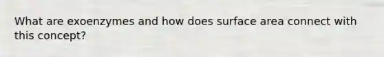 What are exoenzymes and how does surface area connect with this concept?