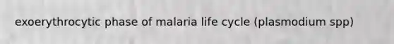 exoerythrocytic phase of malaria life cycle (plasmodium spp)