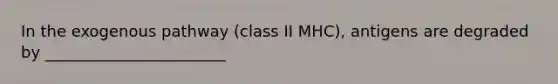 In the exogenous pathway (class II MHC), antigens are degraded by _______________________